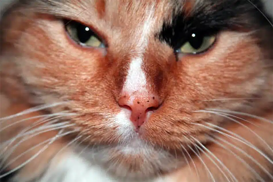 cat freckles