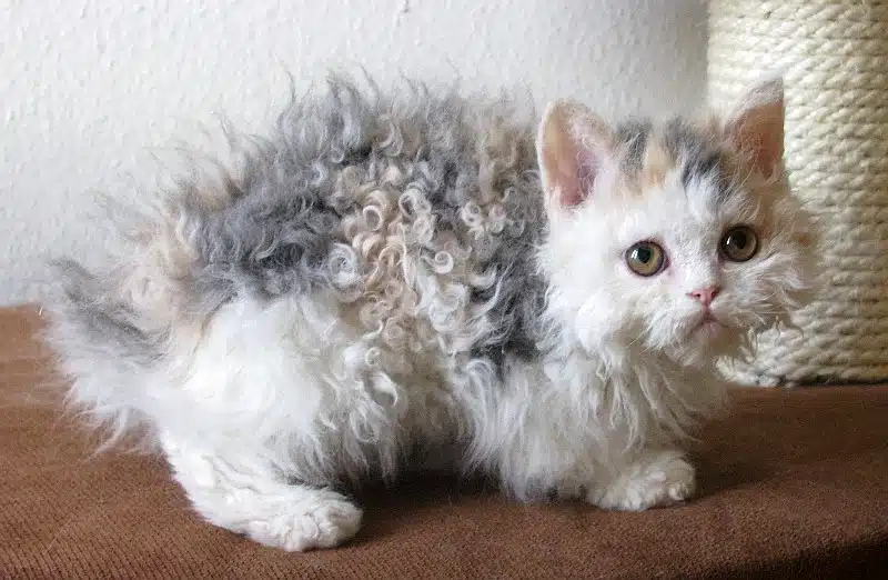 Curly Haired Cats 101: The Ultimate Guide to Curly Felines