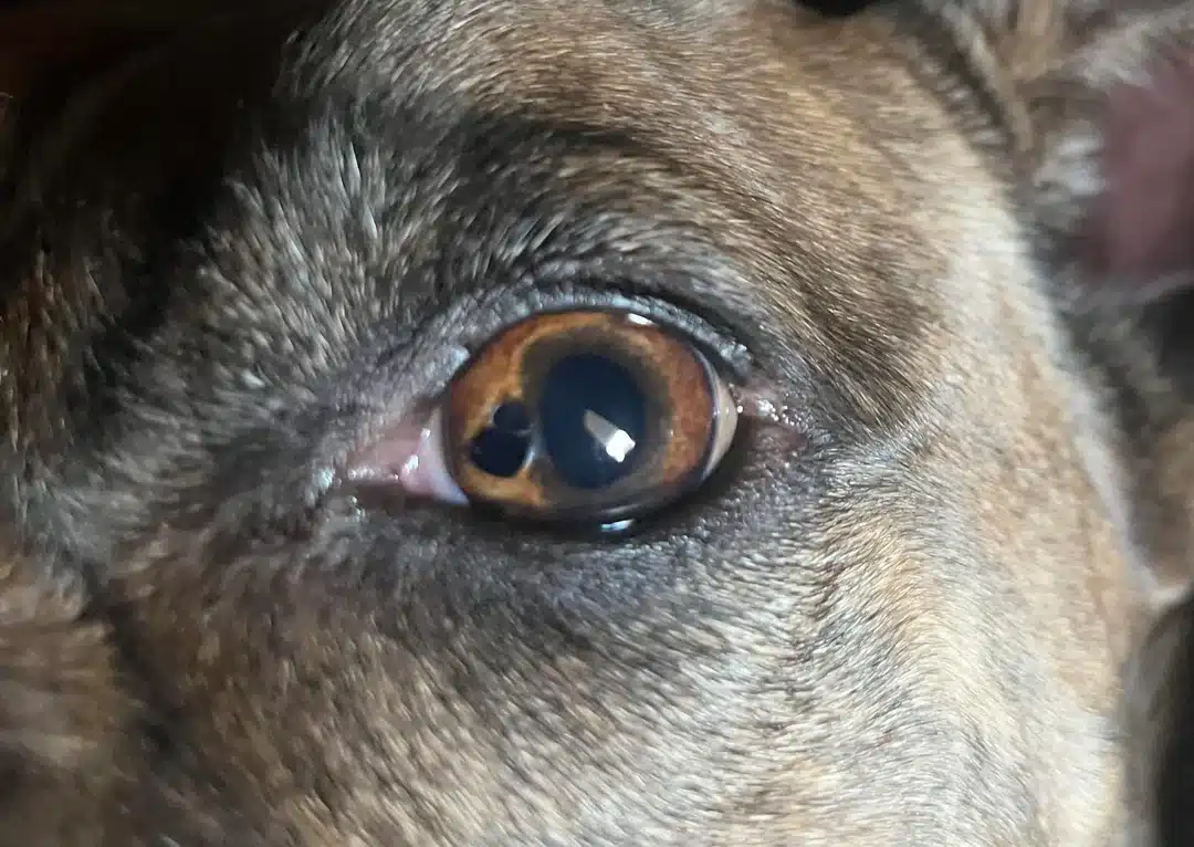 dog eye freckles
