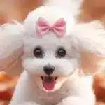 poodle single coat dog