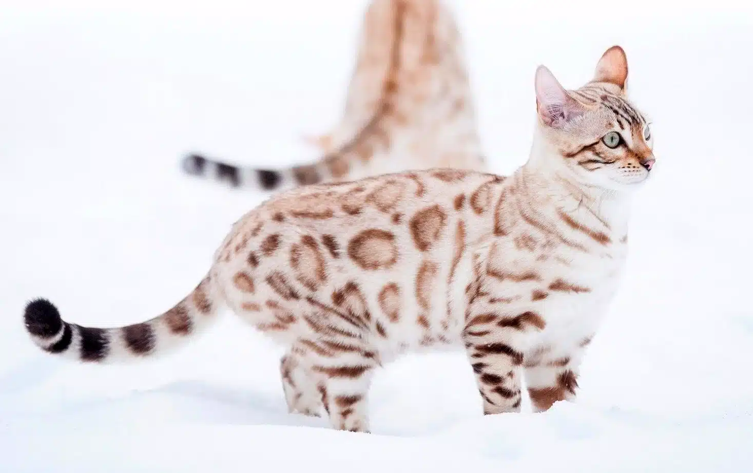 snow lynx cat